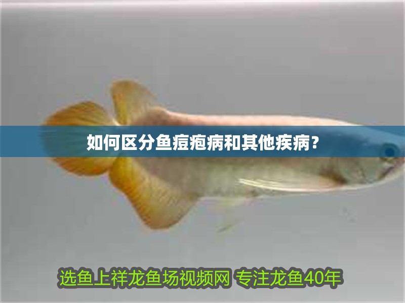 如何區分魚痘皰病和其他疾病？