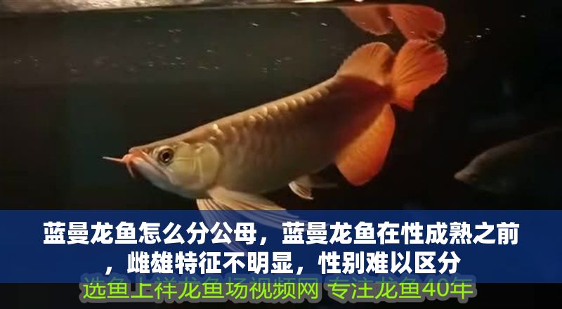 藍(lán)曼龍魚怎么分公母，藍(lán)曼龍魚在性成熟之前，雌雄特征不明顯，性別難以區(qū)分