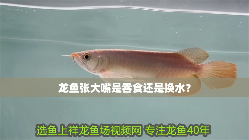 龍魚張大嘴是吞食還是換水？