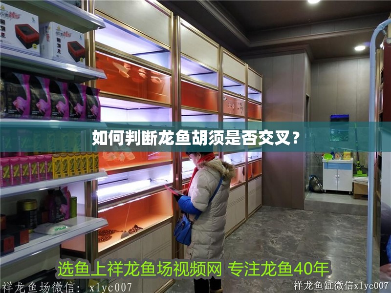 如何判斷龍魚胡須是否交叉？