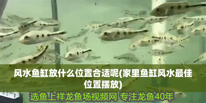 風水魚缸放什么位置合適呢(家里魚缸風水最佳位置擺放)