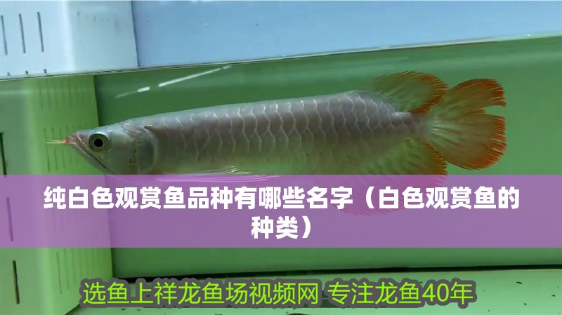 純白色觀賞魚品種有哪些名字（白色觀賞魚的種類）