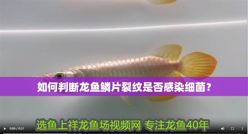 如何判斷龍魚鱗片裂紋是否感染細菌？