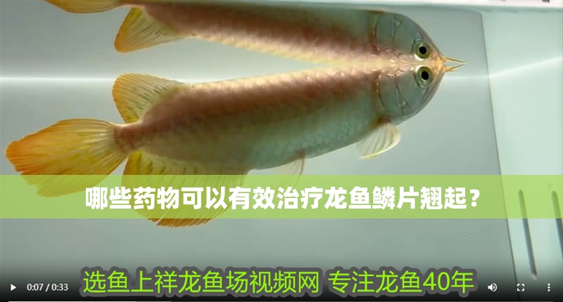 哪些藥物可以有效治療龍魚鱗片翹起？