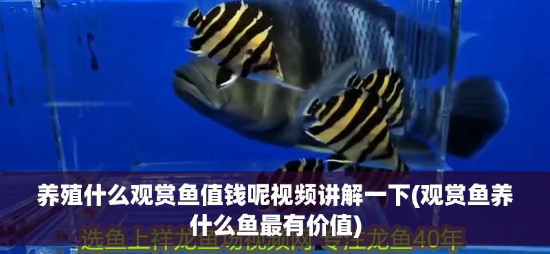 養(yǎng)殖什么觀賞魚值錢呢視頻講解一下(觀賞魚養(yǎng)什么魚最有價(jià)值)