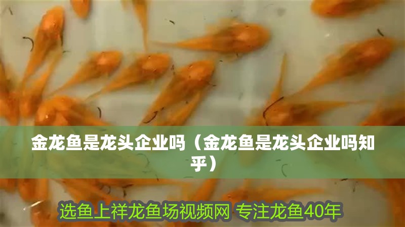 金龍魚是龍頭企業(yè)嗎（金龍魚是龍頭企業(yè)嗎知乎）