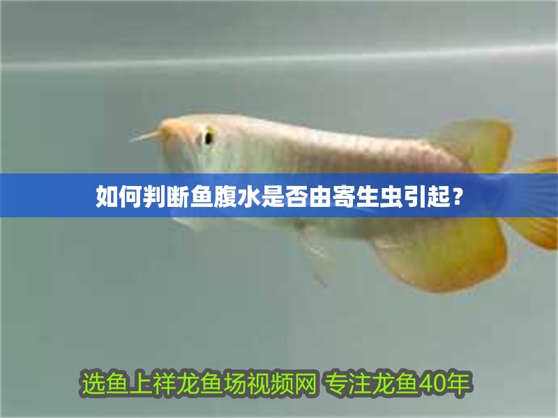 如何判斷魚腹水是否由寄生蟲引起？