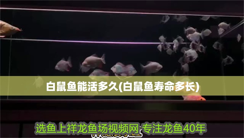 白鼠魚能活多久(白鼠魚壽命多長)