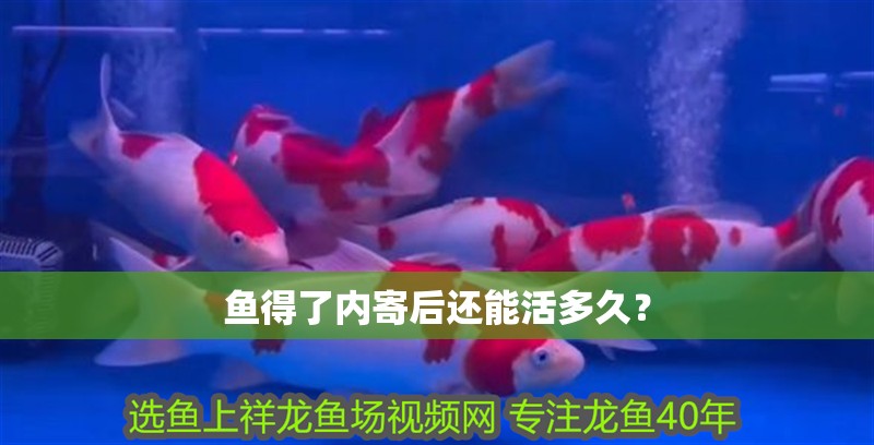 魚得了內(nèi)寄后還能活多久？