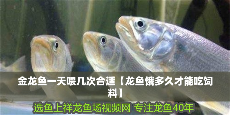 金龍魚一天喂幾次合適【龍魚餓多久才能吃飼料】