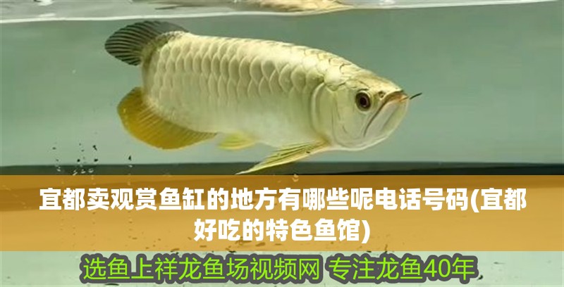 宜都賣觀賞魚缸的地方有哪些呢電話號碼(宜都好吃的特色魚館)