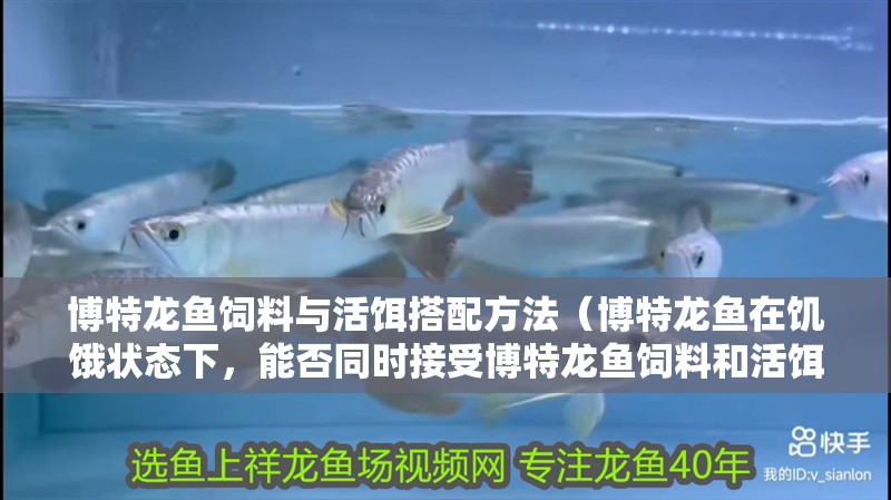 博特龍魚飼料與活餌搭配方法（博特龍魚在饑餓狀態下，能否同時接受博特龍魚飼料和活餌？）