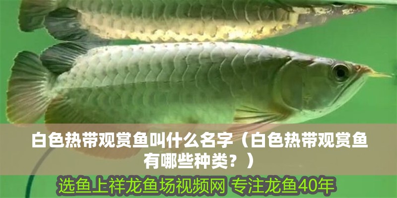 白色熱帶觀賞魚叫什么名字（白色熱帶觀賞魚有哪些種類？）