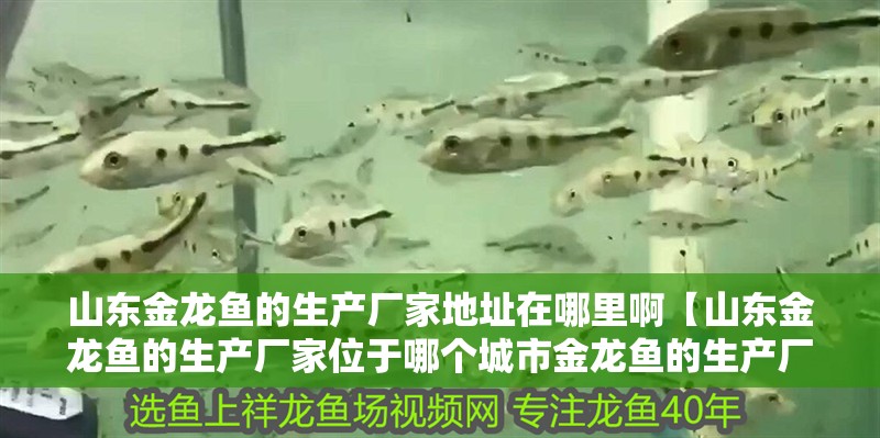 山東金龍魚的生產廠家地址在哪里啊【山東金龍魚的生產廠家位于哪個城市金龍魚的生產廠家具體位于哪個城市】
