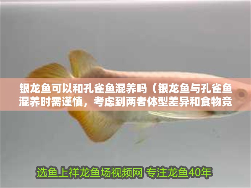 銀龍魚可以和孔雀魚混養(yǎng)嗎（銀龍魚與孔雀魚混養(yǎng)時(shí)需謹(jǐn)慎，考慮到兩者體型差異和食物競爭）