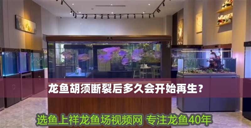 龍魚胡須斷裂后多久會開始再生？