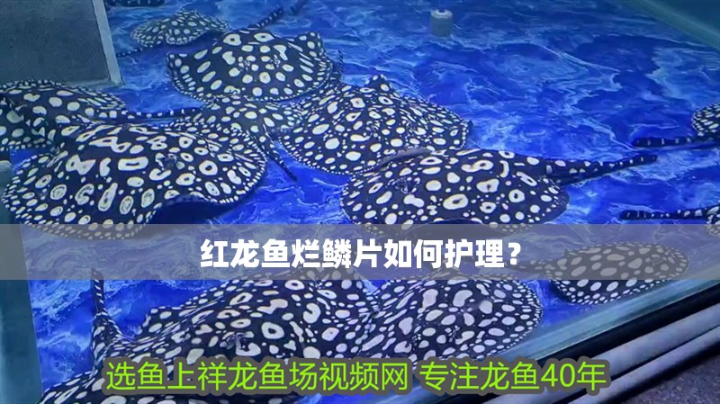 紅龍魚爛鱗片如何護(hù)理？
