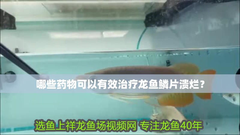 哪些藥物可以有效治療龍魚鱗片潰爛？