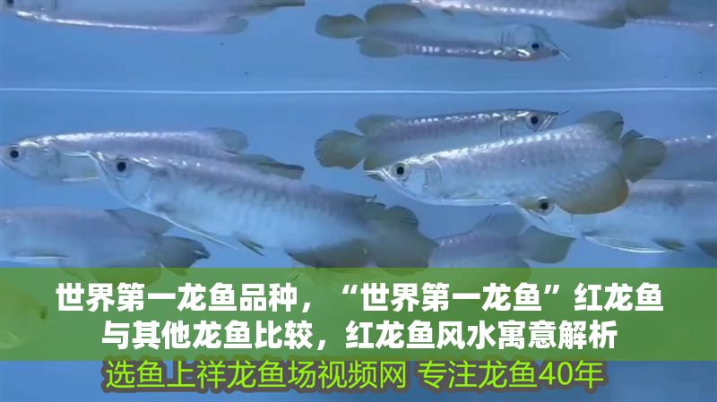 世界第一龍魚(yú)品種，“世界第一龍魚(yú)”紅龍魚(yú)與其他龍魚(yú)比較，紅龍魚(yú)風(fēng)水寓意解析