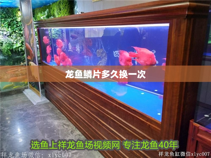 龍魚鱗片多久換一次