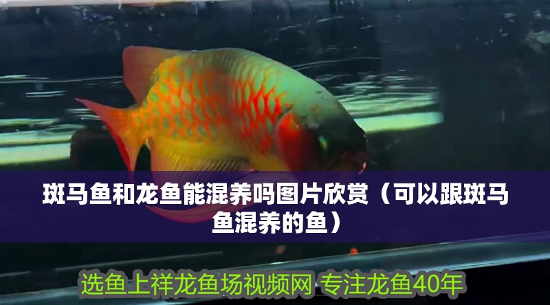 斑馬魚和龍魚能混養嗎圖片欣賞（可以跟斑馬魚混養的魚）