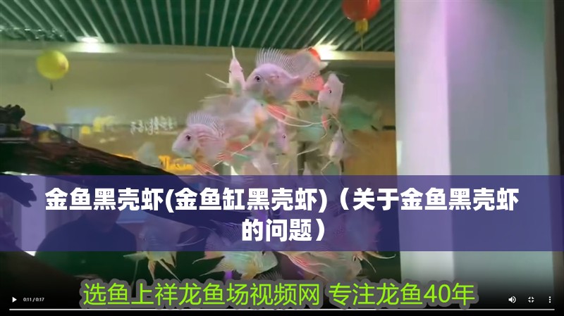 金魚黑殼蝦(金魚缸黑殼蝦)（關于金魚黑殼蝦的問題）