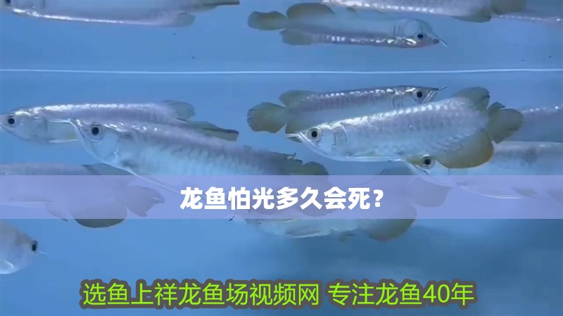 龍魚怕光多久會死？