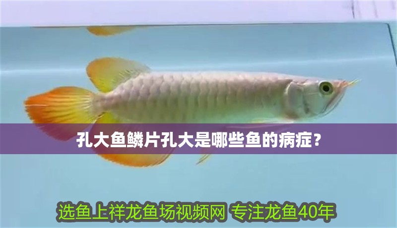 孔大魚鱗片孔大是哪些魚的病癥？