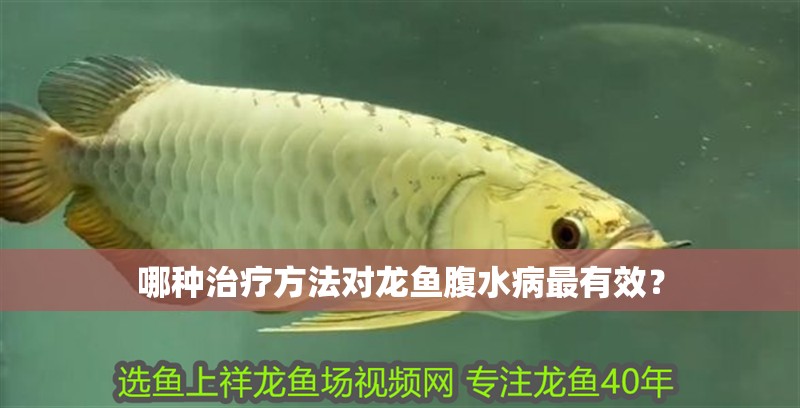 哪種治療方法對龍魚腹水病最有效？