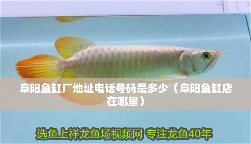 阜陽魚缸廠地址電話號碼是多少（阜陽魚缸店在哪里）