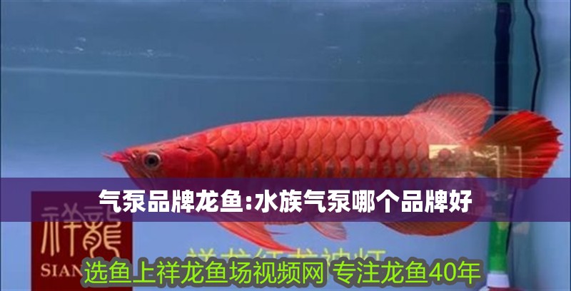 氣泵品牌龍魚:水族氣泵哪個品牌好
