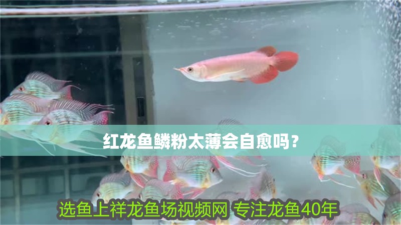 紅龍魚鱗粉太薄會自愈嗎？