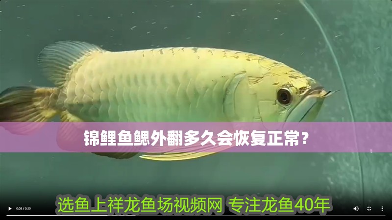 錦鯉魚鰓外翻多久會(huì)恢復(fù)正常？