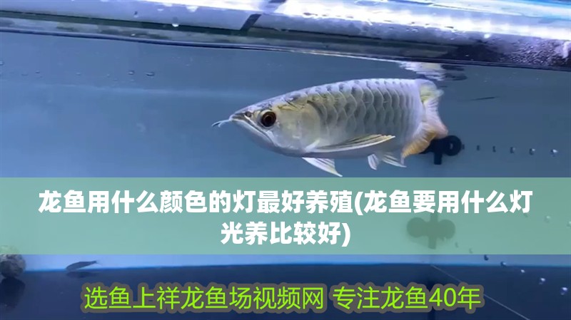 龍魚(yú)用什么顏色的燈最好養(yǎng)殖(龍魚(yú)要用什么燈光養(yǎng)比較好)