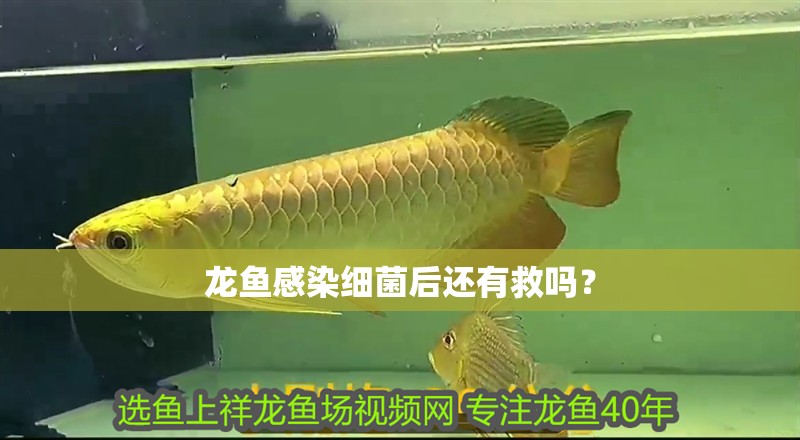 龍魚(yú)感染細(xì)菌后還有救嗎？