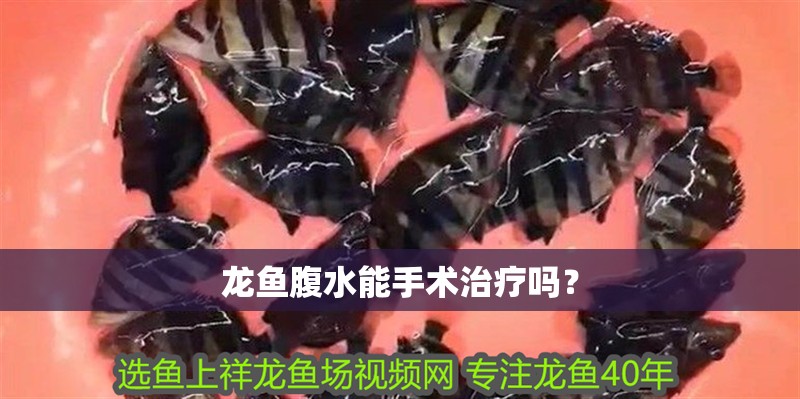 龍魚腹水能手術治療嗎？