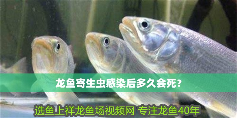 龍魚(yú)寄生蟲(chóng)感染后多久會(huì)死？