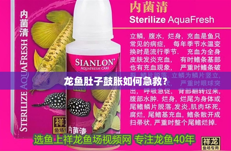 龍魚肚子鼓脹如何急救？