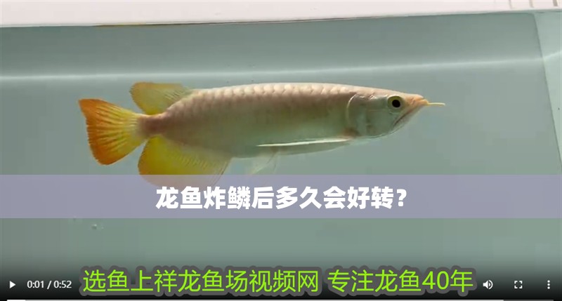 龍魚炸鱗后多久會好轉？
