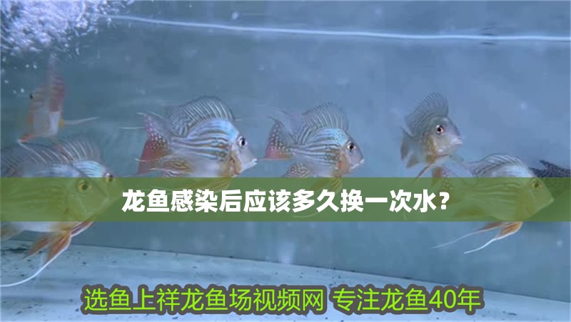 龍魚感染后應(yīng)該多久換一次水？