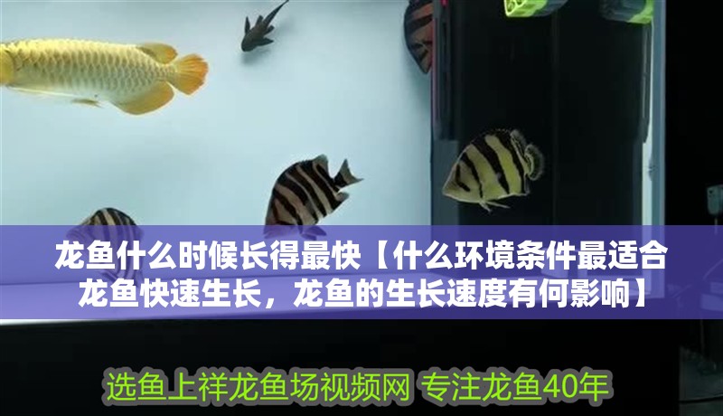 龍魚什么時候長得最快【什么環境條件最適合龍魚快速生長，龍魚的生長速度有何影響】