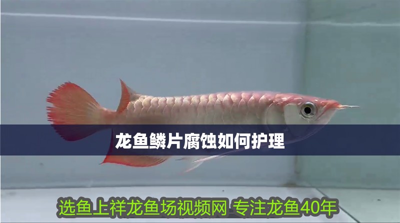龍魚鱗片腐蝕如何護理