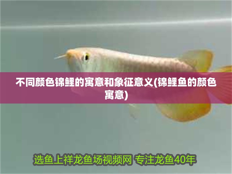 不同顏色錦鯉的寓意和象征意義(錦鯉魚的顏色寓意)