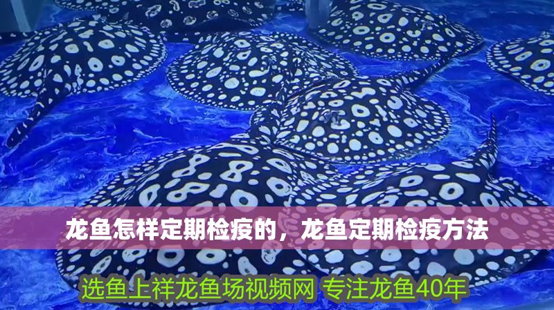 龍魚怎樣定期檢疫的，龍魚定期檢疫方法