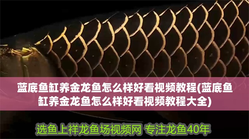 藍底魚缸養金龍魚怎么樣好看視頻教程(藍底魚缸養金龍魚怎么樣好看視頻教程大全)