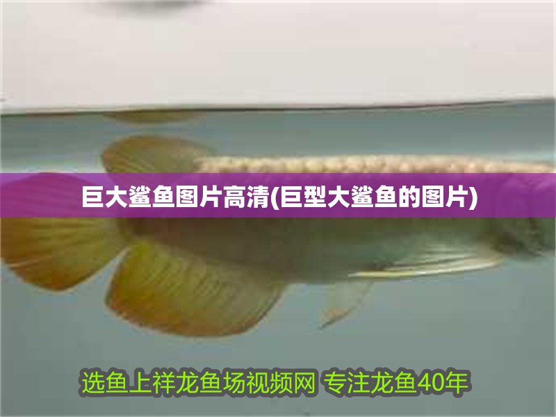 巨大鯊魚圖片高清(巨型大鯊魚的圖片)