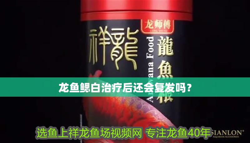 龍魚鰓白治療后還會復發嗎？