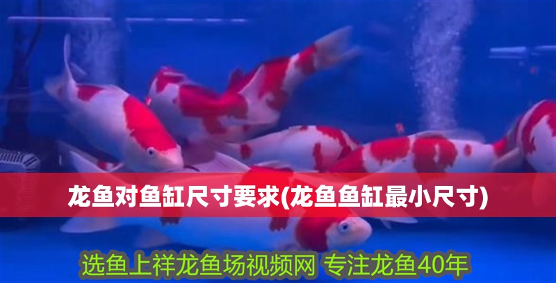 龍魚對魚缸尺寸要求(龍魚魚缸最小尺寸)
