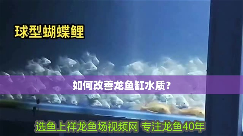 如何改善龍魚缸水質(zhì)？