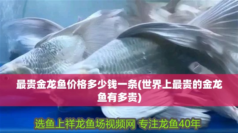 最貴金龍魚價(jià)格多少錢一條(世界上最貴的金龍魚有多貴)